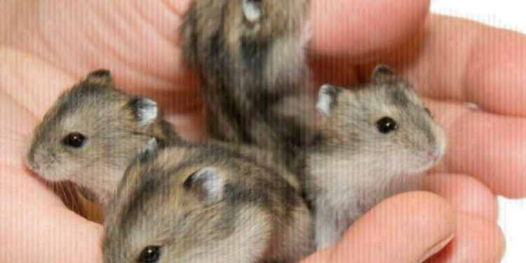 Est-ce que les hamsters ont leurs règles ?