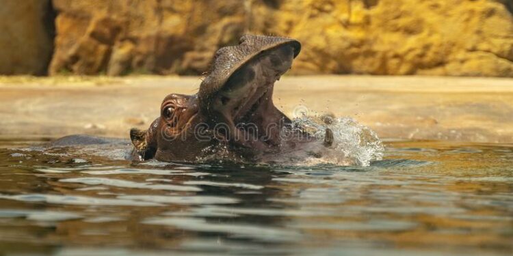 Est-ce que les hippopotame mange de la viande ?