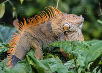 Est-ce que les iguanes peuvent mordre ?