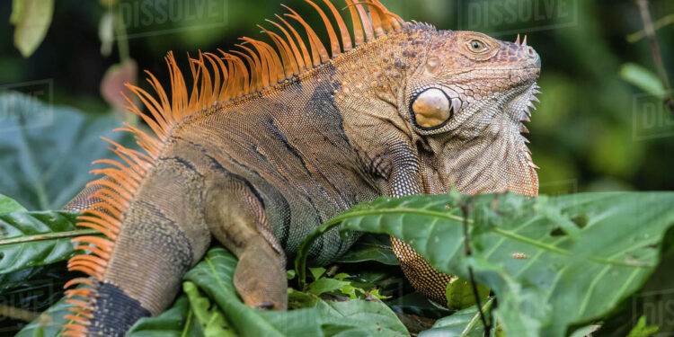 Est-ce que les iguanes peuvent mordre ?
