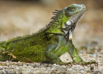 Est-ce que les iguanes peuvent mordre ?