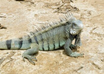 Est-ce que les iguanes sont dangereux ?