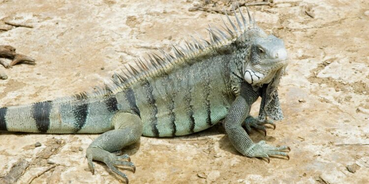 Est-ce que les iguanes sont dangereux ?