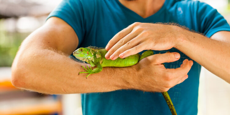 Est-ce que les iguanes sont gentils ?