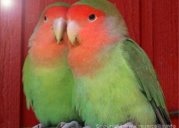 Est-ce que les inséparables peuvent parler ?