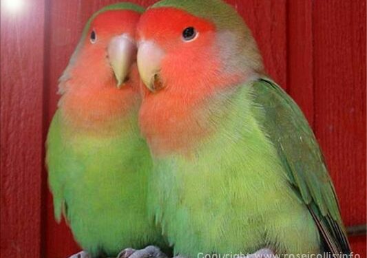 Est-ce que les inséparables peuvent parler ?