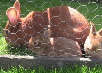 Est-ce que les lapins aiment la pluie ?