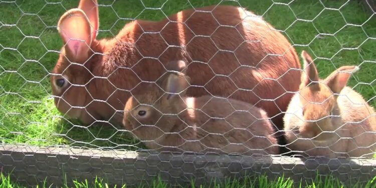 Est-ce que les lapins aiment la pluie ?
