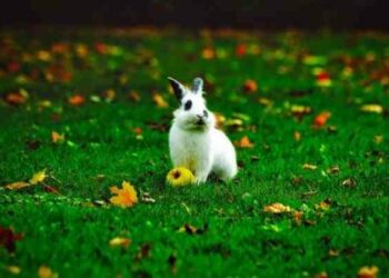 Est-ce que les lapins aiment les bisous ?
