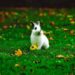 Est-ce que les lapins aiment les bisous ?