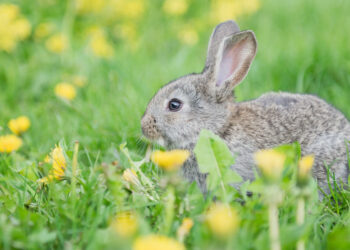 Est-ce que les lapins aiment les bisous ?
