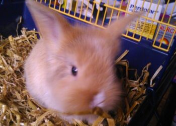 Est-ce que les lapins aiment les bisous ?