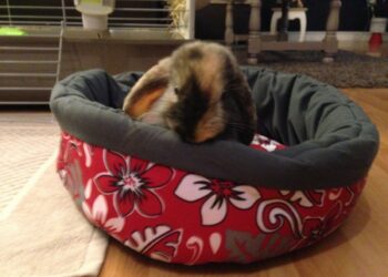 Est-ce que les lapins aiment les couvertures ?