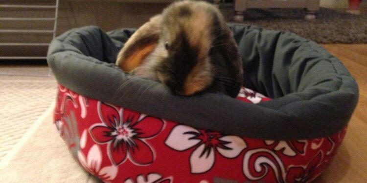 Est-ce que les lapins aiment les couvertures ?