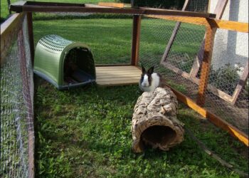 Est-ce que les lapins craignent la pluie ?