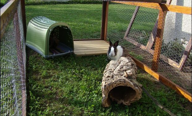 Est-ce que les lapins craignent la pluie ?
