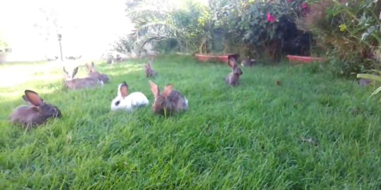 Est-ce que les lapins craignent le froid ?