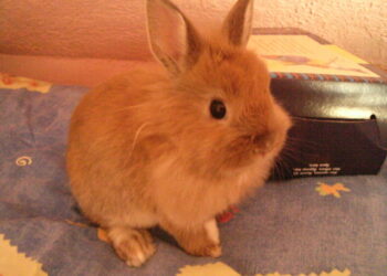 Est-ce que les lapins mangent des abricots ?