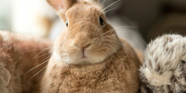 Est-ce que les lapins nains sont des rongeurs ?