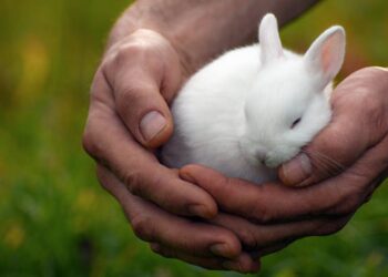 Est-ce que les lapins ont peur du noir ?