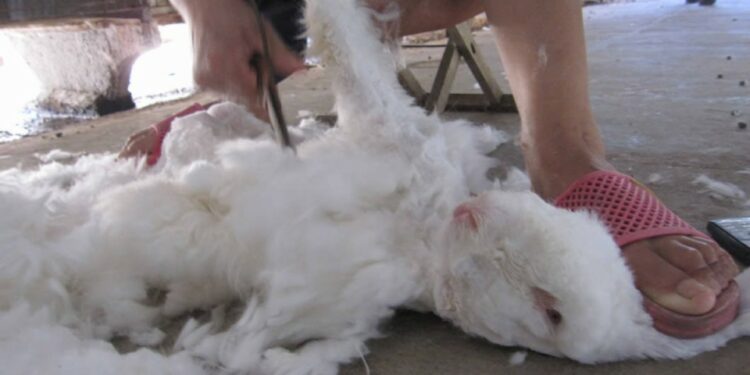 Est-ce que les lapins ont peur du noir ?