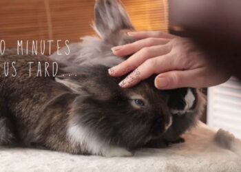 Est-ce que les lapins s'attachent à leur maitre ?