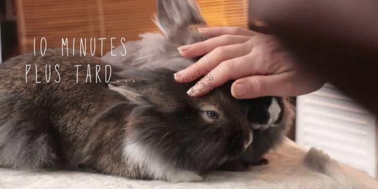 Est-ce que les lapins s'attachent à leur maitre ?