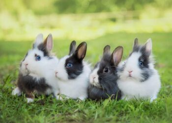 Est-ce que les lapins s'attachent à leur maitre ?