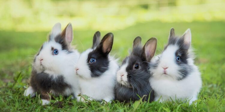 Est-ce que les lapins s'attachent à leur maitre ?