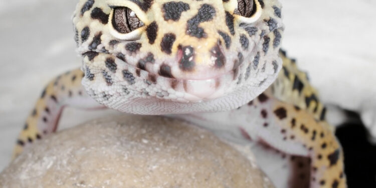 Est-ce que les lézard entendent ?