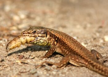 Est-ce que les lézards mangent des fruits ?