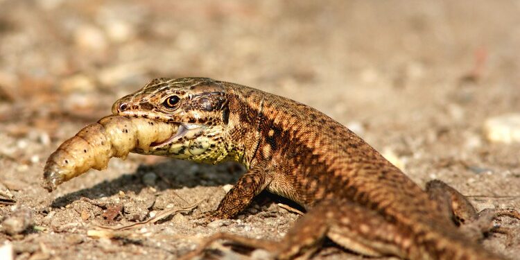 Est-ce que les lézards mangent des fruits ?