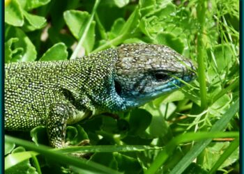 Est-ce que les lézards mordent les humains ?