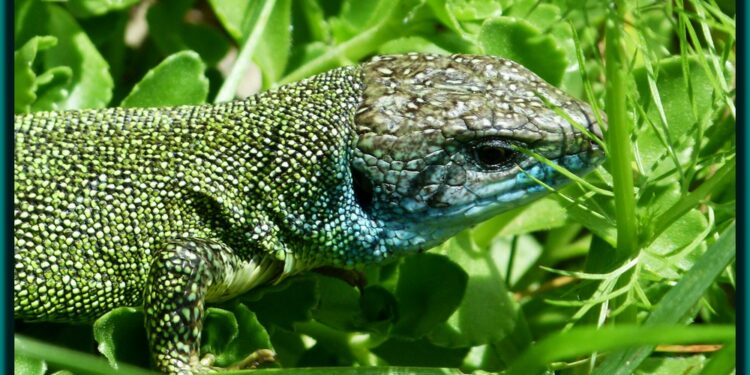 Est-ce que les lézards mordent les humains ?