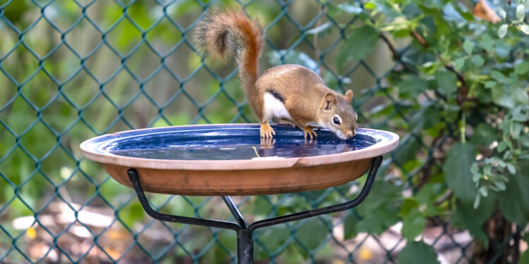 Est-ce que les lézards mordent les humains ?