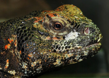 Est-ce que les lézards peuvent manger de la salade ?