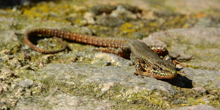 Est-ce que les lézards peuvent mordre ?