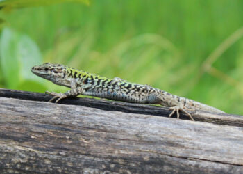 Est-ce que les lézards peuvent mordre ?