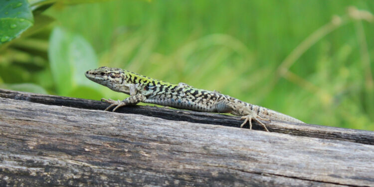 Est-ce que les lézards peuvent mordre ?