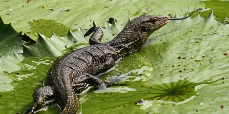 Est-ce que les lézards peuvent mordre ?