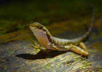 Est-ce que les lézards savent nager ?