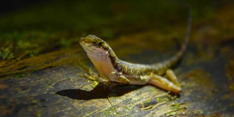 Est-ce que les lézards savent nager ?