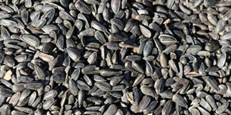 Est-ce que les mésanges mangent des graines de tournesol ?