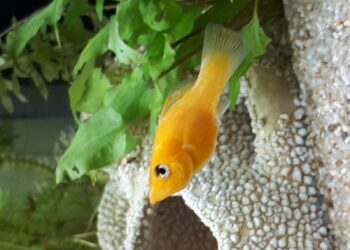 Est-ce que les néons se reproduisent ?