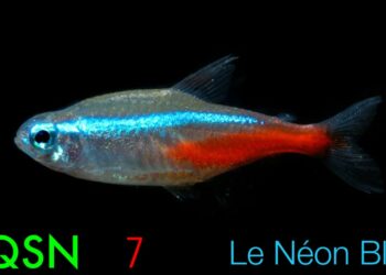 Est-ce que les néons se reproduisent en aquarium ?