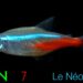 Est-ce que les néons se reproduisent en aquarium ?