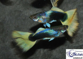 Est-ce que les néons se reproduisent en aquarium ?