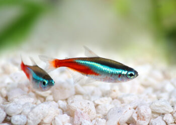 Est-ce que les néons se reproduisent en aquarium ?