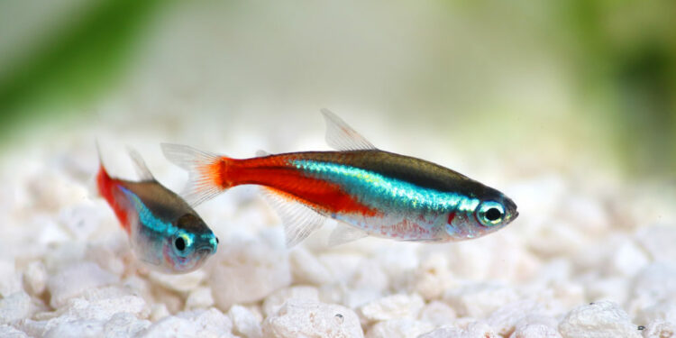 Est-ce que les néons se reproduisent en aquarium ?