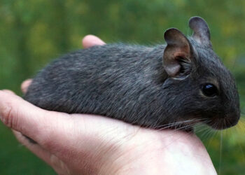 Est-ce que les octodons peuvent vivre dehors ?